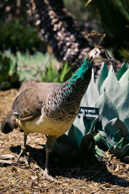 botanical gardens-1